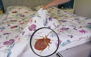 Fotomontage: Eine Bettwanze durch eine Lupe vergrößert dargestellt auf einer Bettdecke.
