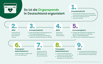 Grafik: Dargestellt sind die 9 Schritte einer Organspende