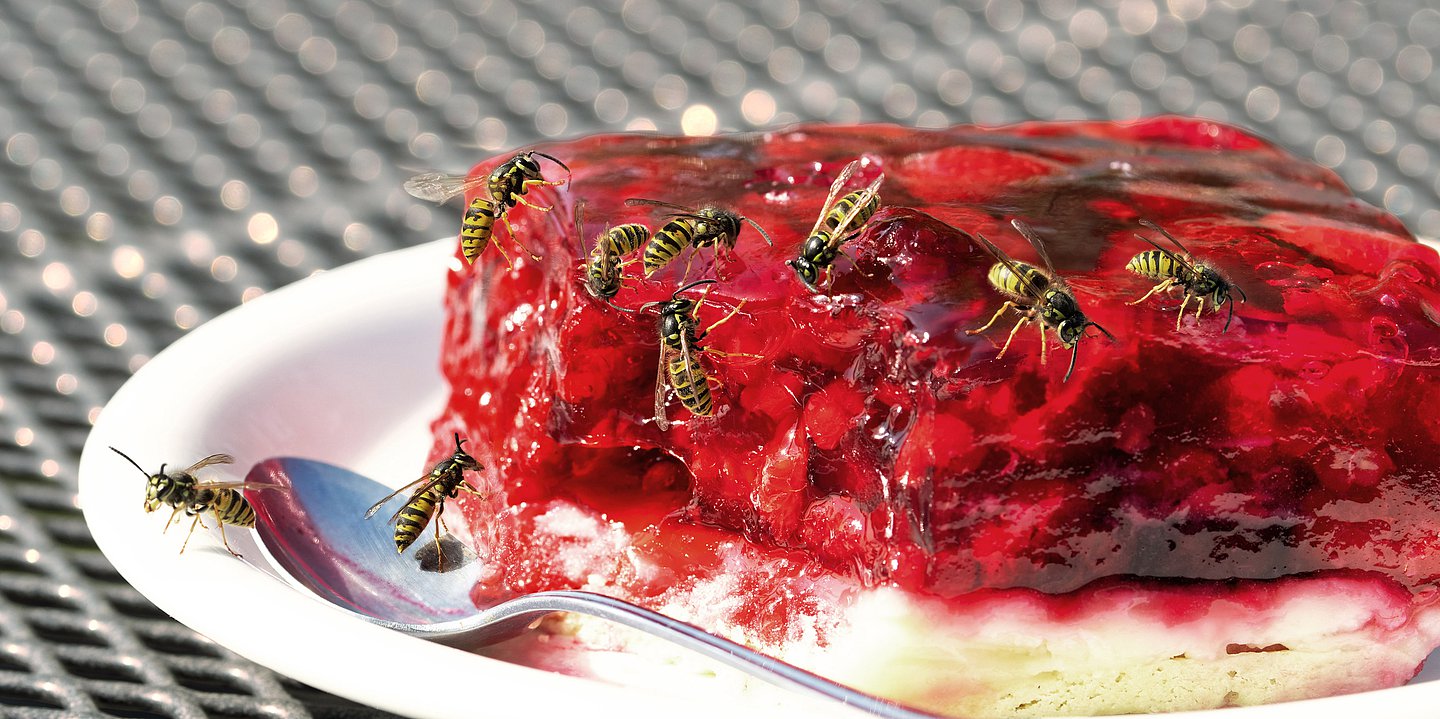 Auf einem Stück Erdbeerkuchen versammeln sich mehrere Wespen. 