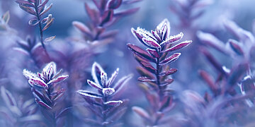 Mehrere blau-lilane Winterblumen mit Frost bedeckt.