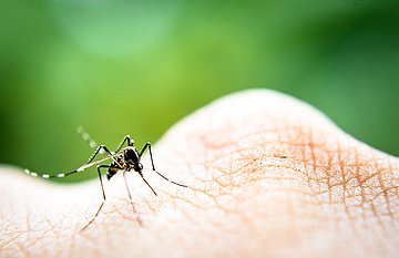 Medizinische Behandlungen von Insektenstichen in Schleswig-Holstein Auf einem Handrücken im herangezoomten Großformat sitzt eine Mücke, die gerade zugestochen hat. Der Hintergrund ist verschwommen grün.
