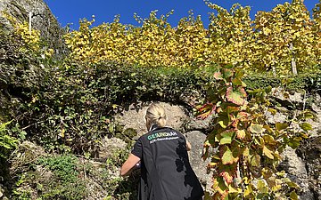 Trockenmauer Eine AOK-Mitarbeiterin beschäftigt sich mit einer alten Trockenmauer.