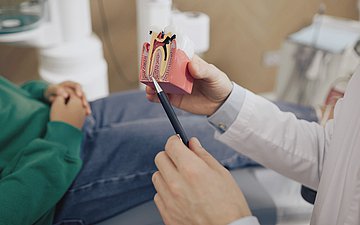 Zahnarztbesuch Nahaufnahme der Hände eines Zahnarztes oder einer Zahnärztin - an einem Modell von einem Gebiss wird dem Patienten oder der Patientin etwas erklärt.