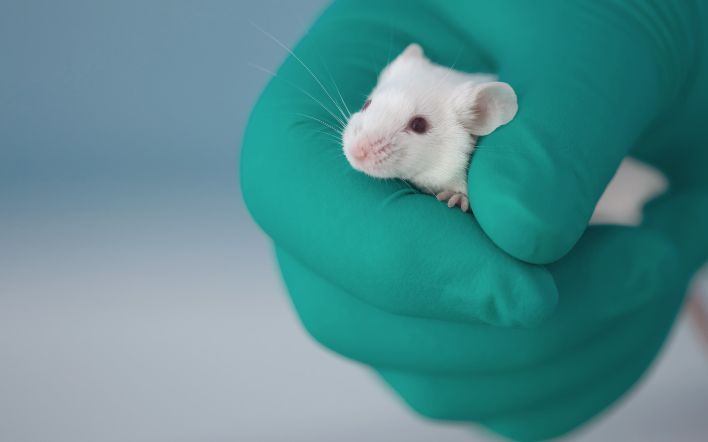 Foto: Eine Hand mit einem grünen Einmalhandschuh hält eine Maus. 