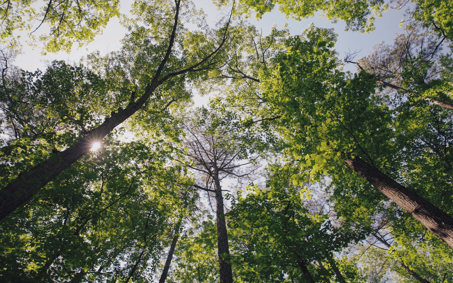 Foto: Blick vom Boden in Baumkronen und Himmel.