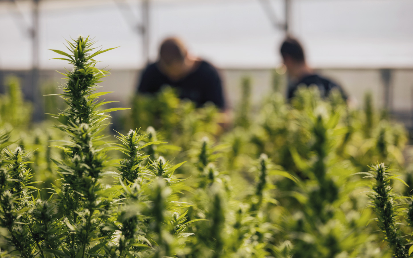 Foto: Im Hintergrund einer Cannabis-Plantage stehen zwei Männer.